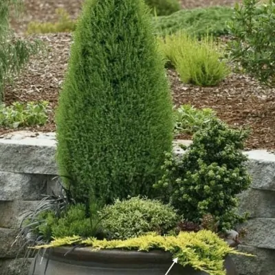 Juniperus horizontalis golden carpet cm. 35/40