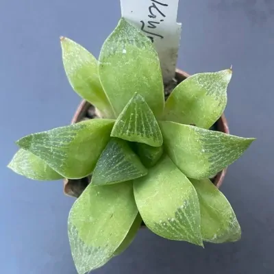 Haworthia kinjo