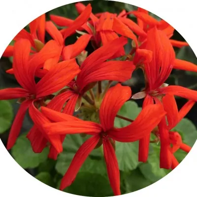 Pelargonium Brockbjry Scarlet