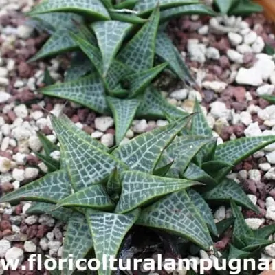 Haworthia tessellata...