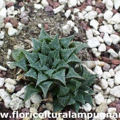 Haworthia mirabilis paradoxa