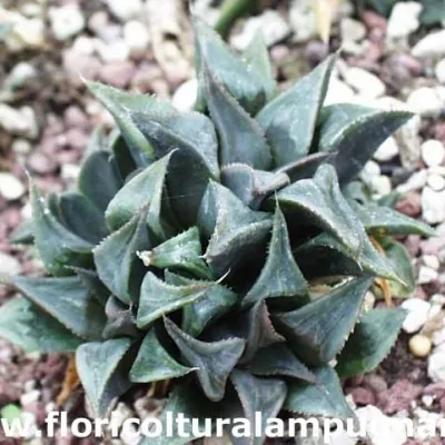 Haworthia mirabilis