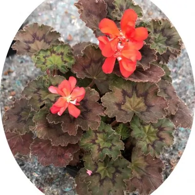 Pelargonium Moor