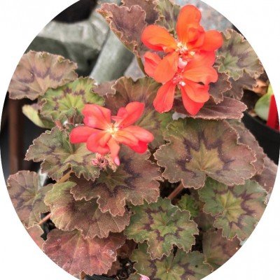 Pelargonium Moor adatto per...