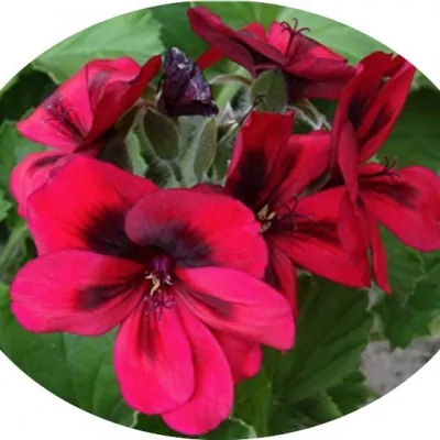 Pelargonium Saffron in vaso