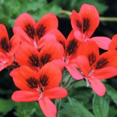 Pelargonium Aurore Unique