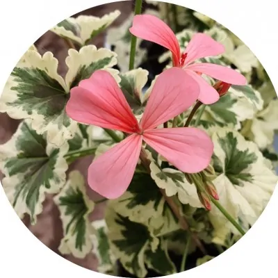 Pelargonium Ansbrook