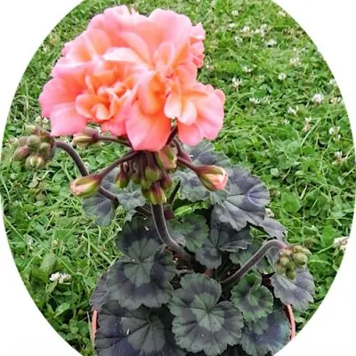 Pelargonium Memento vaso 10