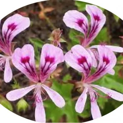 Pelargonium Sublignosum...