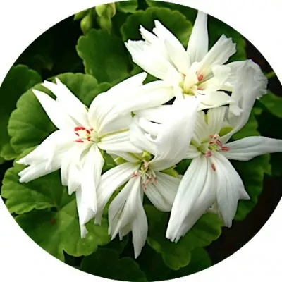 Pelargonium Noel (zonale...