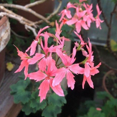 Pelargonium Salmon (zonale...