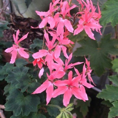 Pelargonium Salmon (zonale...