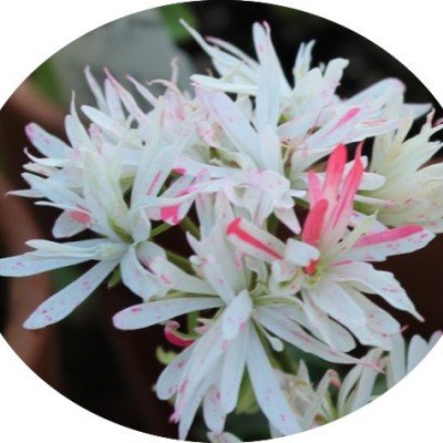 Pelargonium  little spikey...