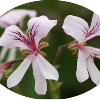 Pelargonium Glemham odoroso...