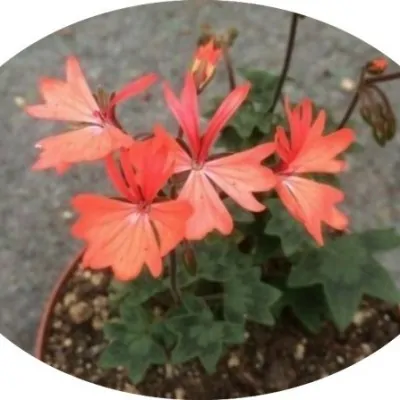 Pelargonium Nettle Combe...