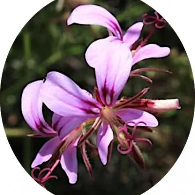 Pelargonium Multicaule...