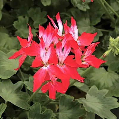 Pelargonium Firework...