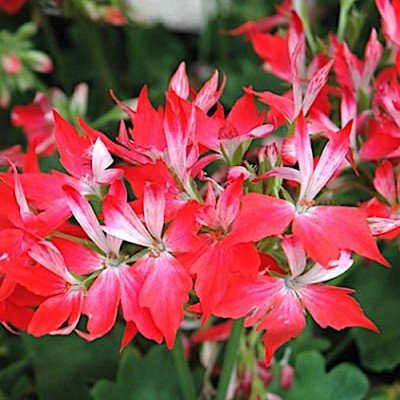 Pelargonium Firework...