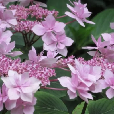 Hydrangea macrophylla 'Hanabi'