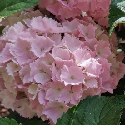 Hydrangea Macrophylla 'Pink...