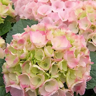 Hydrangea Macrophylla 'Pink...