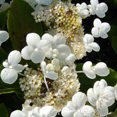 Hydrangea Paniculata...