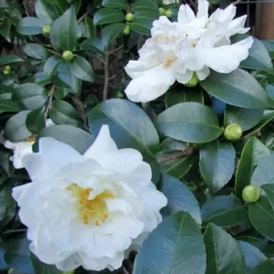 Camelia Sasanqua White...