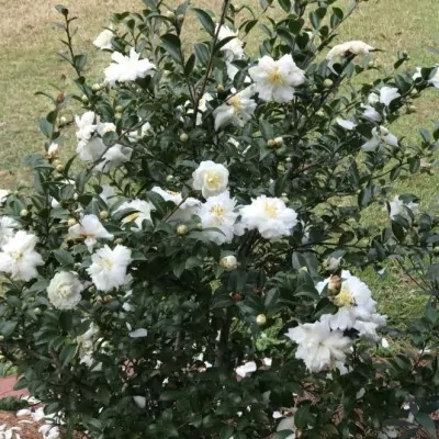 Camelia Sasanqua White...