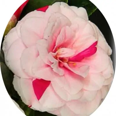 Camelia Japonica Angela...