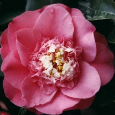 Camelia Japonica Wheeler...