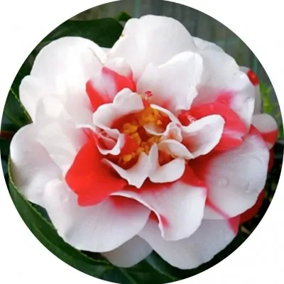 Camelia japonica General...