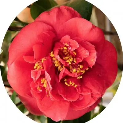 Camelia Japonica Mrs...