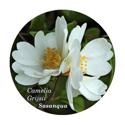 Camelia Grijsii (profumata...