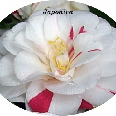 Camelia Japonica Angela...