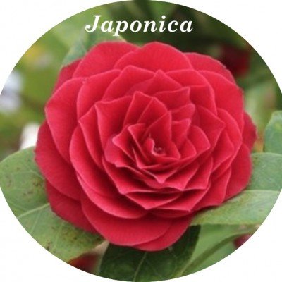 Camelia Japonica Black lace...