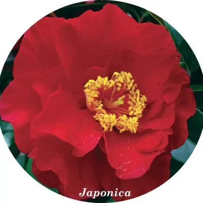 Camelia japonica Bob Hope...