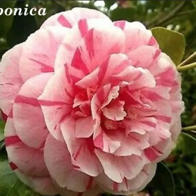 Camelia Japonica Bonomiana...