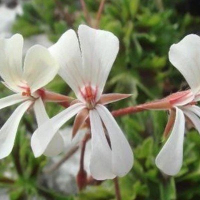 Pelargonium Alchemilloides...