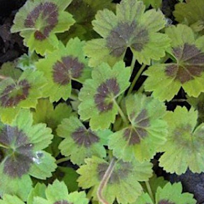 Pelargonium Alchemilloides