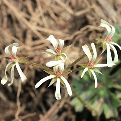 Pelargonium Alchemilloides...