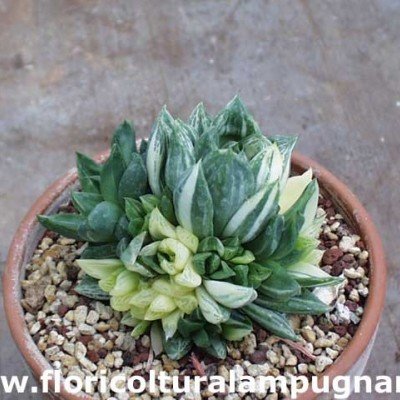 Haworthia cuspidata variegata