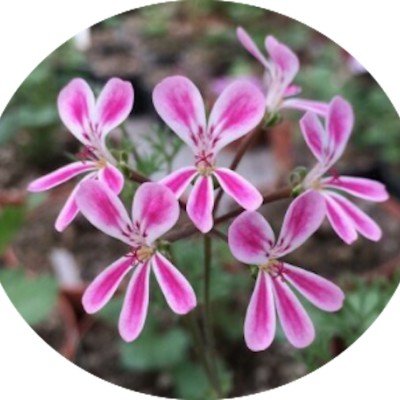 Pelargonium Anethifolium x...