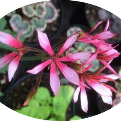 pelargonium Ansbrook apollo...