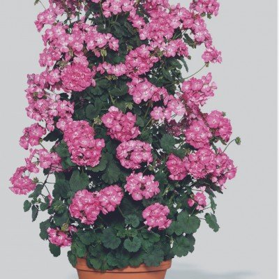 Pelargonium Antic Pink...