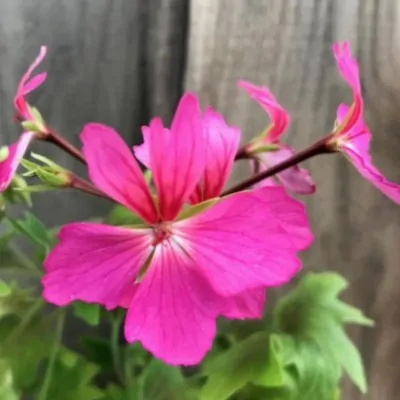 Pelargonium Kusamono West...