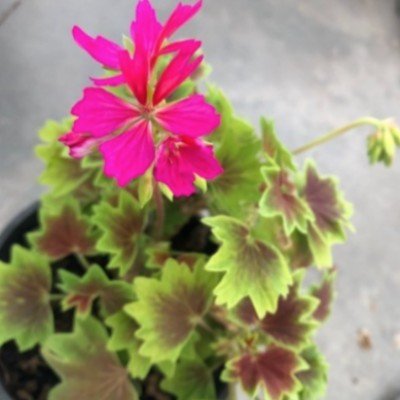 Pelargonium Kusamono West...