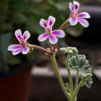 Pelargonium 'Jenbachperle'...