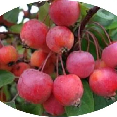 Malus Coccinella® vaso 19...