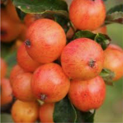 Malus Hillieri vaso 19