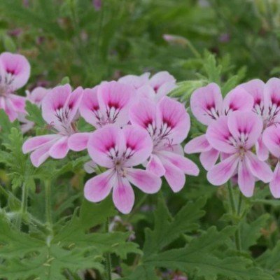 Pelargonium Lara jester...